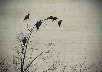 Pájaros posados formando una rama