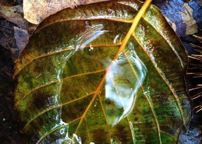 Hoja con agua, se intuye la forma de un samurai. Aparición de un Samurai en el agua