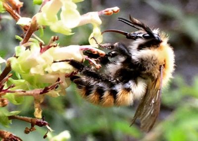 Abeja alimentándose de una flor