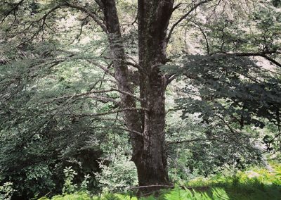 Bosque de Cantabria, contraste colores, helecho