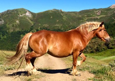 Asturcón salvaje Cantabria - cruzando camino