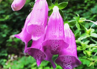 Flores rosas colgantes