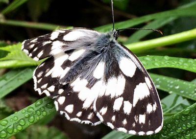 Mariposa descansando sobre el rocío