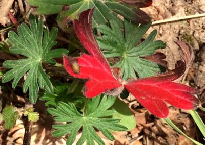 Hoja con forma de mariposa roja que contrasta con el resto verde