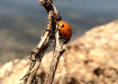 Mariquita nítida sobre un palo