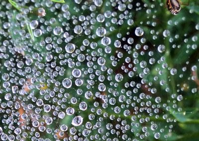 Rocío atrapado en la tela de araña de la mañana