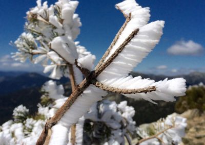 Rama de árbol cubierta de escarcha helada de un solo lado debido al viento, Navacerrada. congelación de una rama